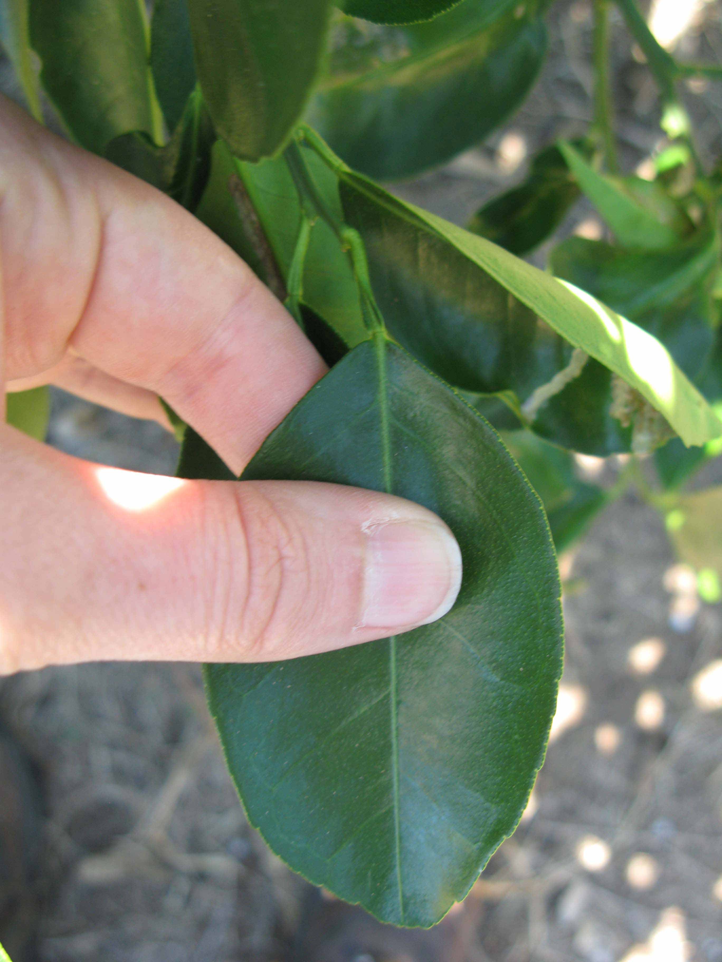              Unifoliolate leaf (Winter Haven, FL)       